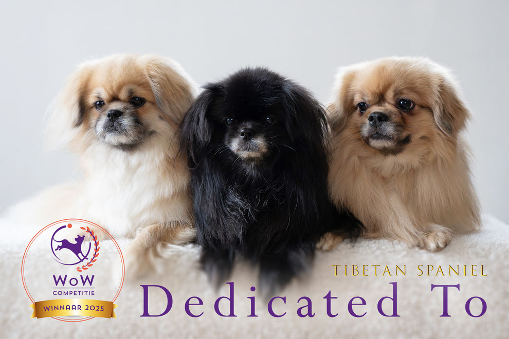 Tibetaanse Spaniel, Tibbies, Tibetan Spaniel, Puppy