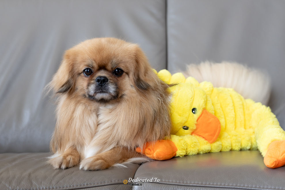 Tibetaanse Spaniel, Tibbies, Puppies, Tibetan Spaniel