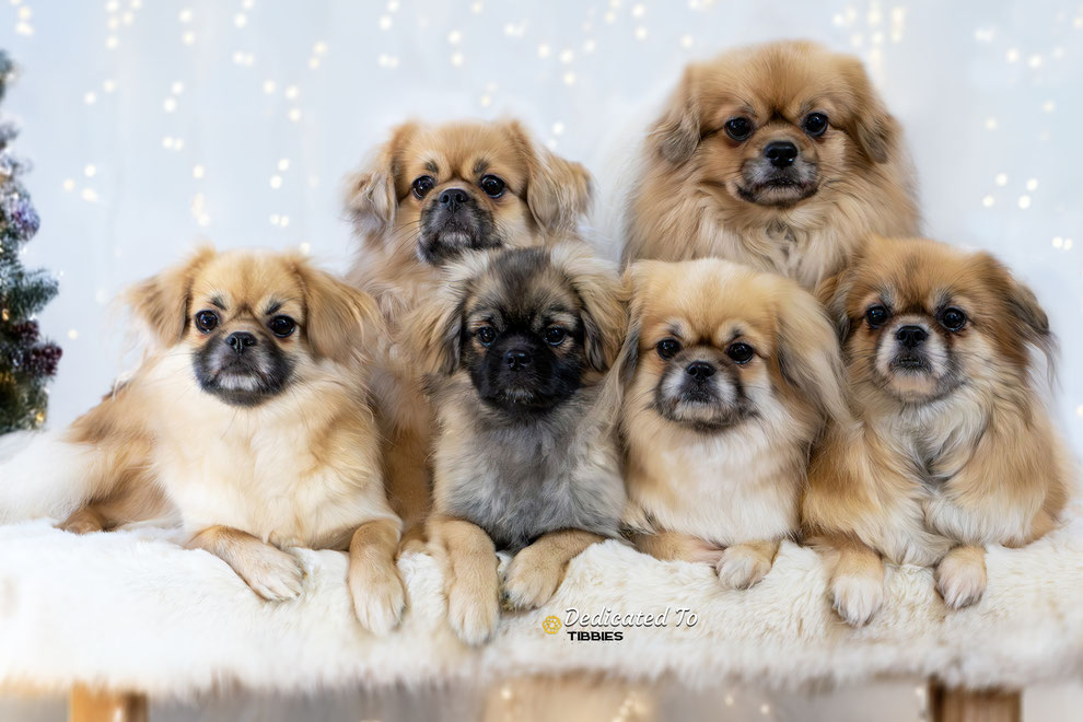 Tibetaanse Spaniel, Tibbies, Tibetan Spaniel, Puppy