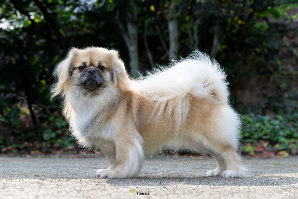 Tibetaanse Spaniel, Tibbies, Tibetan Spaniel, Puppy
