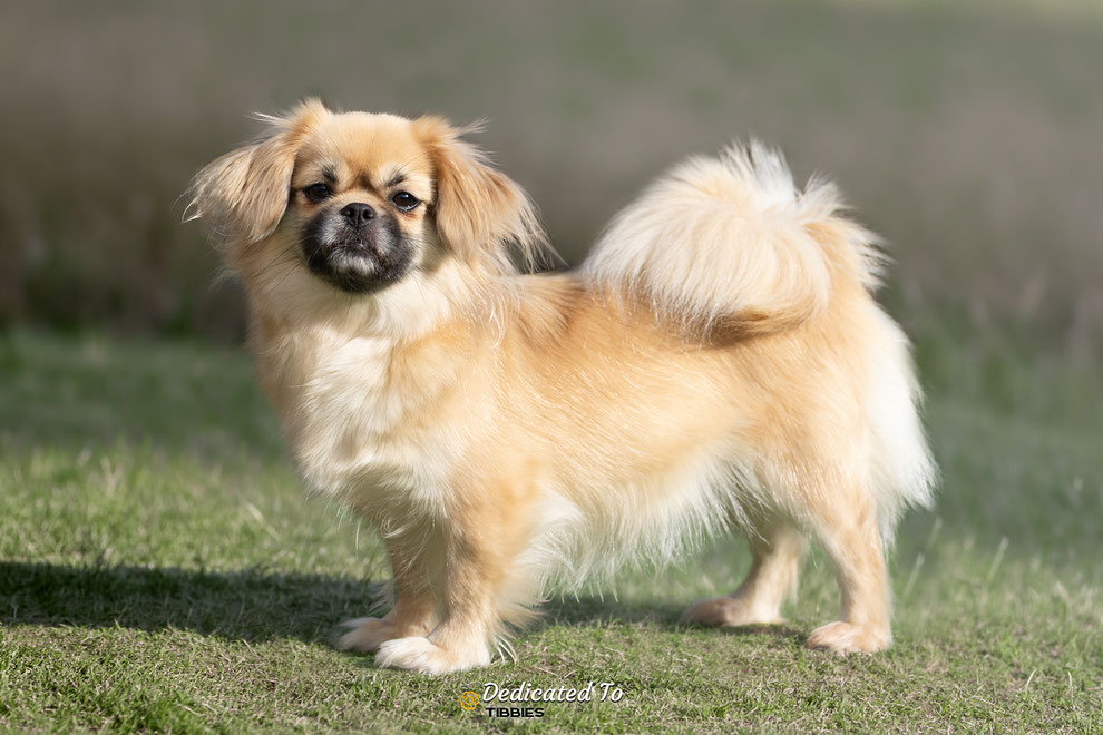 Tibetaanse Spaniel, Tibbies, Tibetan Spaniel, Puppy
