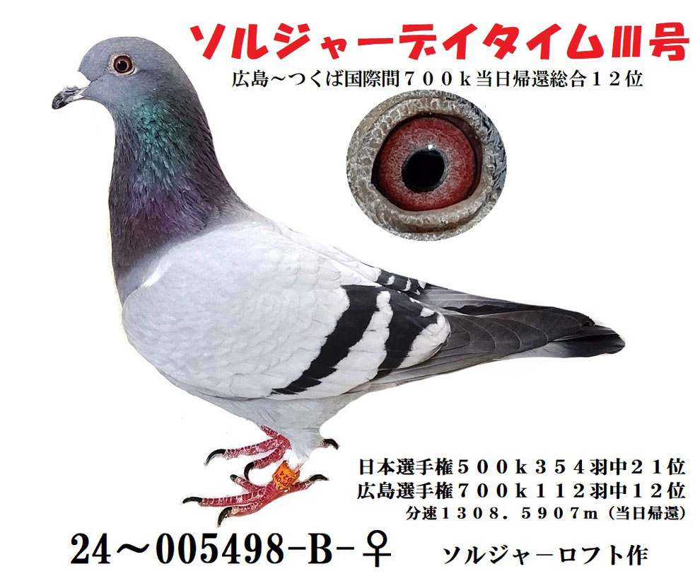 日鳩での700k上位記録鳩 - soldier-loft-katayama ページ！