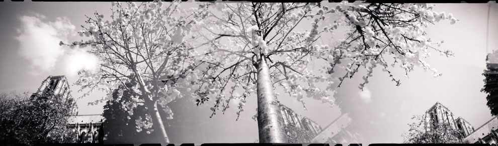 Sténopé panoramique, Paris, Prunus à Notre Dame, surimpression.