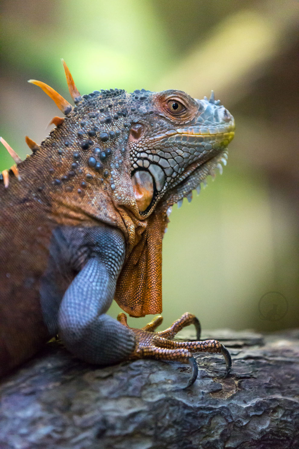 grüner Leguan
