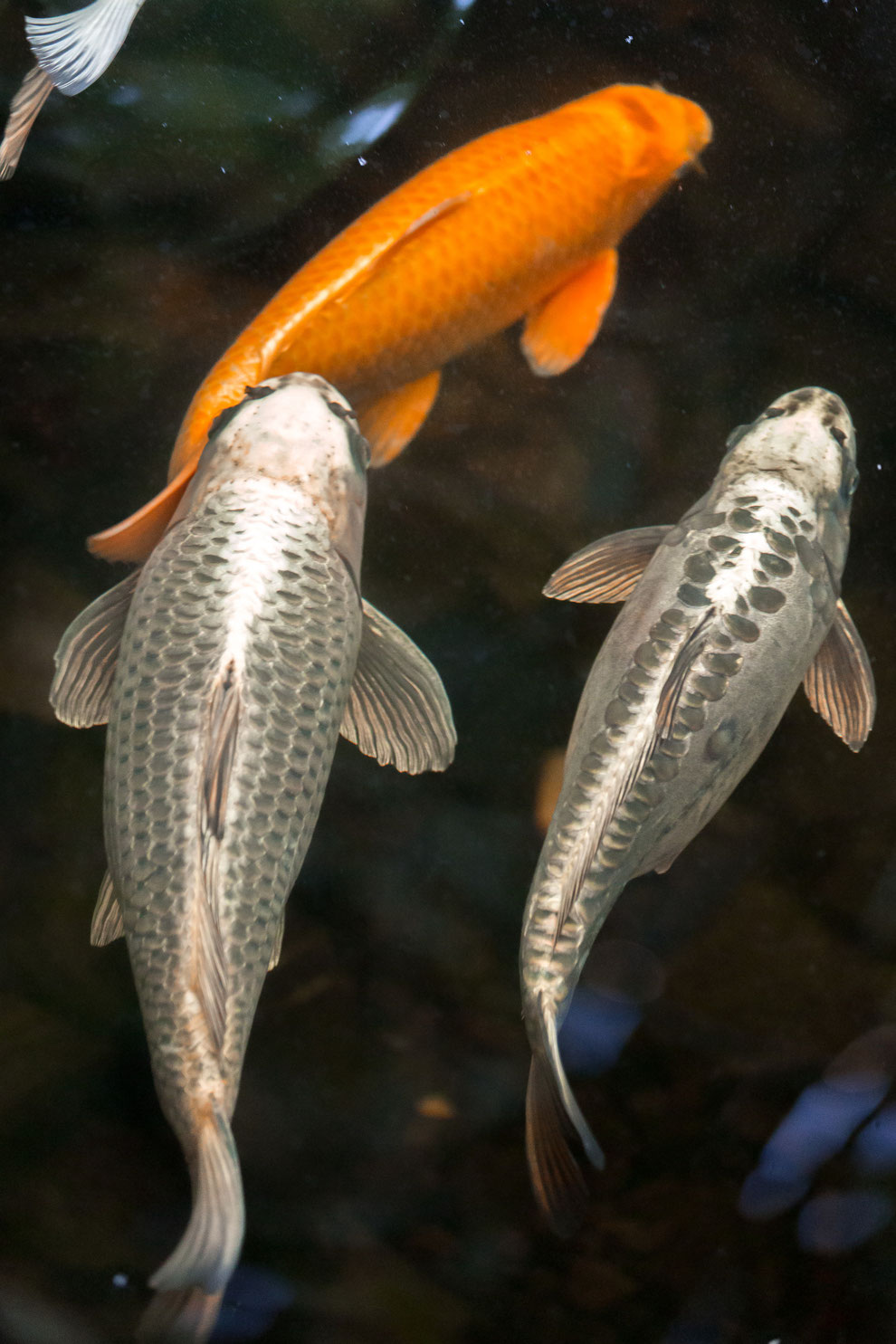 Koi