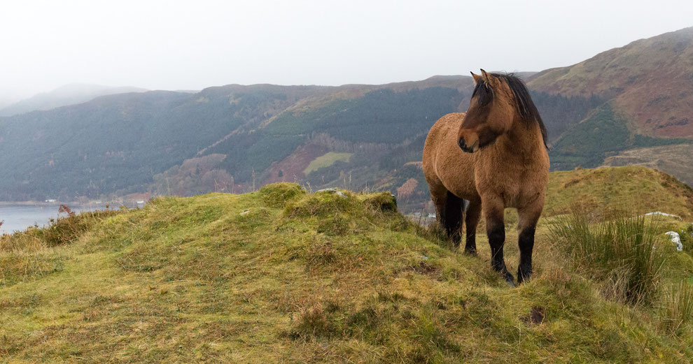 hightland pony