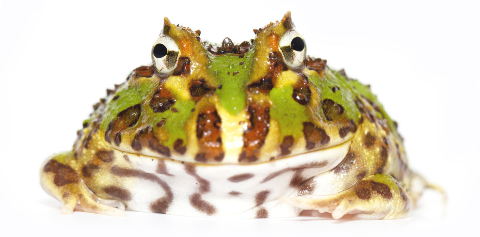 Schmuckhornfrosch