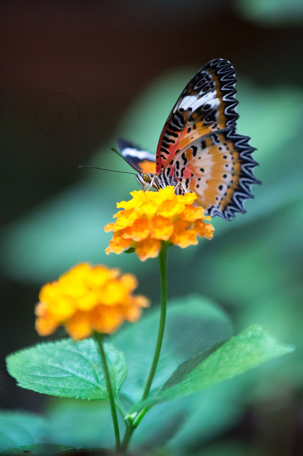 Schmetterling
