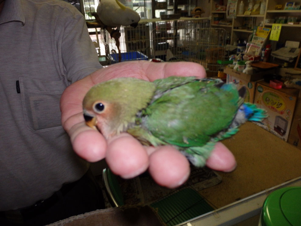 福岡県手乗りインコ小鳥販売店ペットミッキンに手乗りコザクラインコのヒナが仲間入りしました。