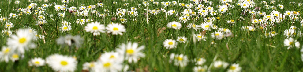 Gänseblümchenwiese Auf einer Wiese ist ein Meer von Gänseblümchen zu sehen. 