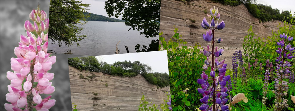 Wingertsbergwand-Mendig-Deutschland-Blumen-Wasser-See-Fels-Bäume