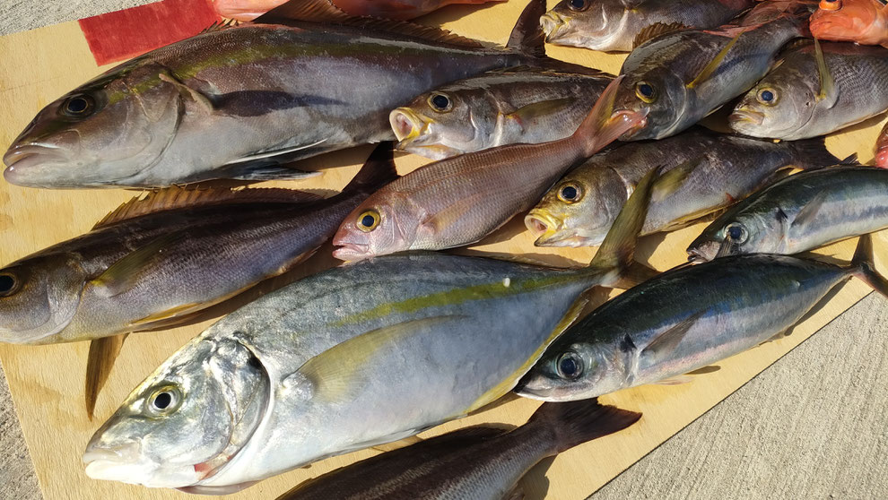 20250620船釣り釣果