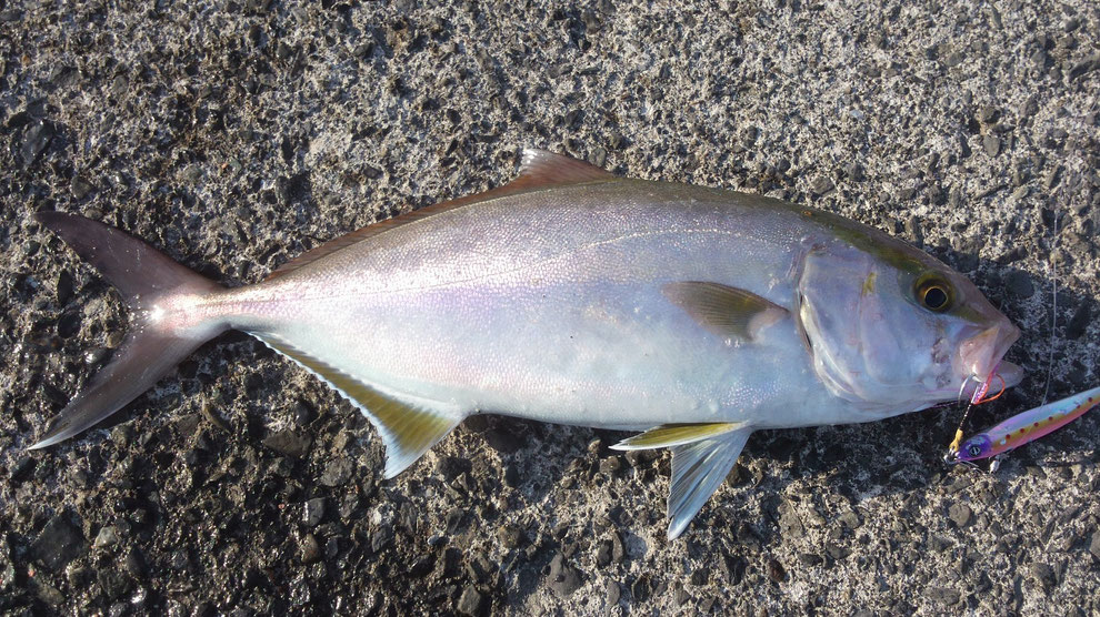 カンパチ　多幸湾　ジグパラショート40g