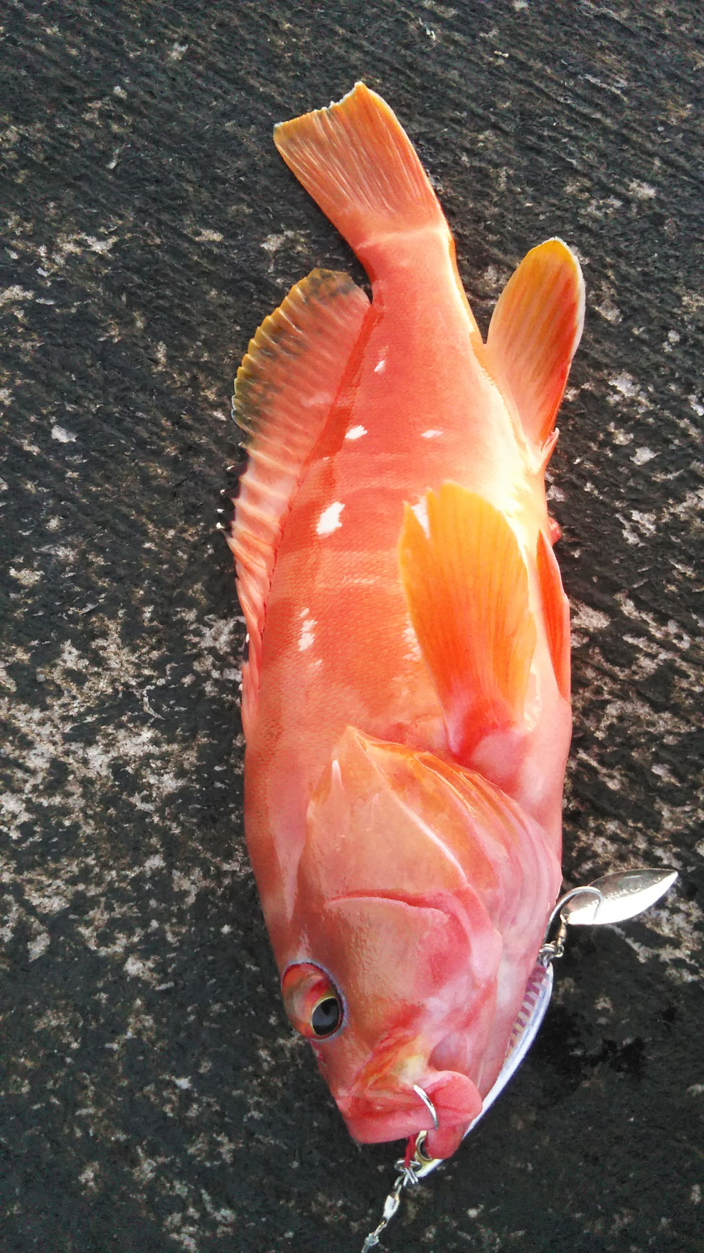 アカハタ
