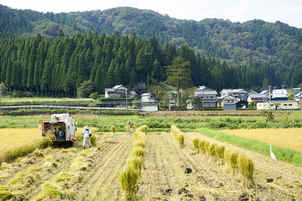 池田町の稲刈り風景(撮影：阿部伸治)