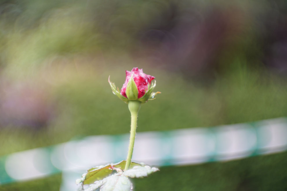 天気は雨　Leica #thambar  を　#sonyα7ⅱ  に装着。　アダプターは#lmea7 にしてバラの花を撮影。　露出を変えての画像比較。　#センタースポットフィルター  はなし。