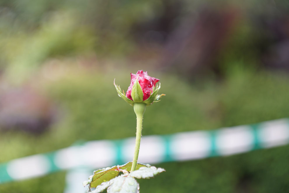 天気は雨　Leica #thambar  を　#sonyα7ⅱ  に装着。　アダプターは#lmea7 にしてバラの花を撮影。　露出を変えての画像比較。　#センタースポットフィルター  はなし。