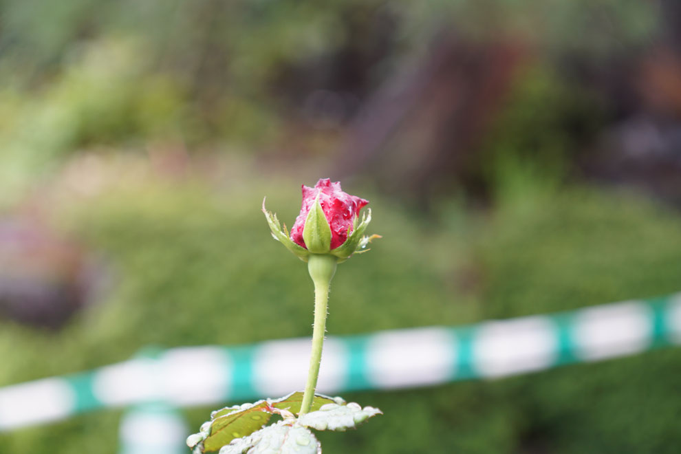 天気は雨　Leica #thambar  を　#sonyα7ⅱ  に装着。　アダプターは#lmea7 にしてバラの花を撮影。　露出を変えての画像比較。　#センタースポットフィルター  はなし。