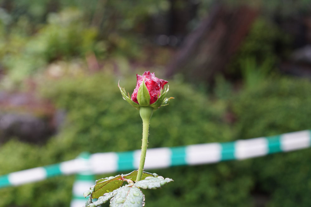 天気は雨　Leica #thambar  を　#sonyα7ⅱ  に装着。　アダプターは#lmea7 にしてバラの花を撮影。　露出を変えての画像比較。　#センタースポットフィルター  はなし。