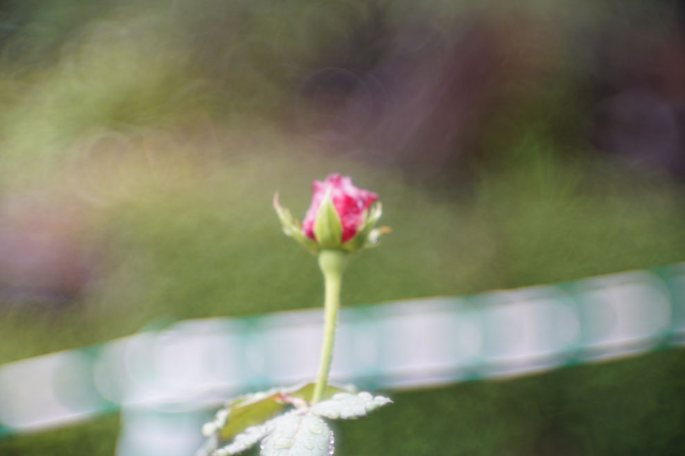 天気は雨　Leica #thambar  を　#sonyα7ⅱ  に装着。　アダプターは#lmea7 にしてバラの花を撮影。　露出を変えての画像比較。　#センタースポットフィルター  はなし。