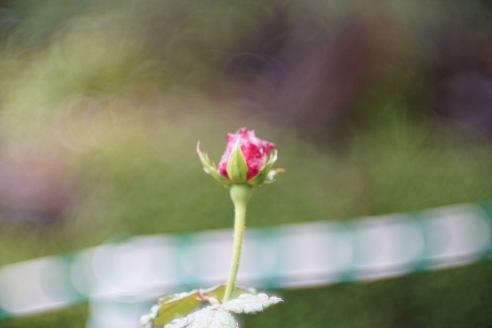 天気は雨　Leica #thambar  を　#sonyα7ⅱ  に装着。　アダプターは#lmea7 にしてバラの花を撮影。　露出を変えての画像比較。　#センタースポットフィルター  はなし。