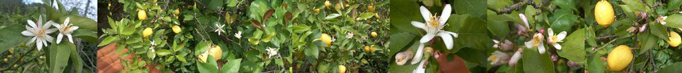 Zitronenblüte auf unserer Quinta...