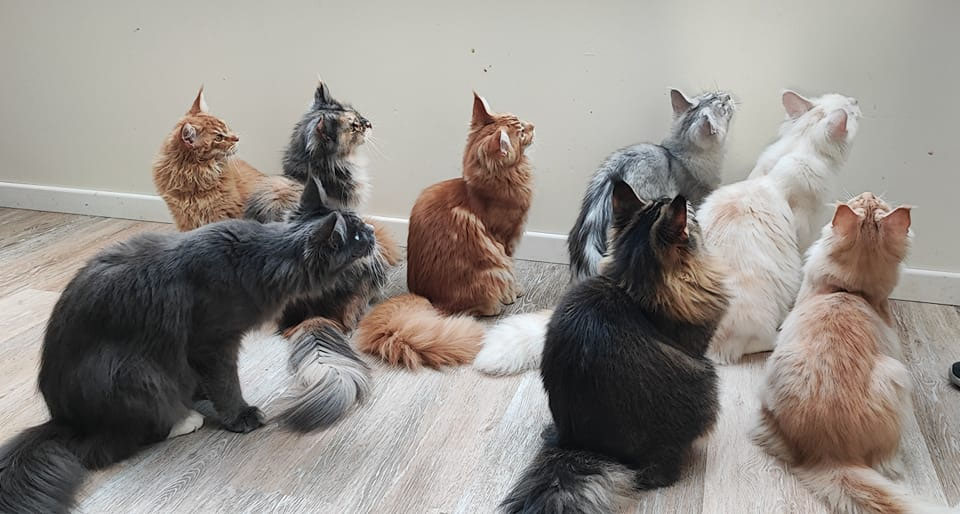 Les Chatons Maine Coon En Vente La Verte Tsavorite Les Chatons Maine Coon En Vente La Verte Tsavorite