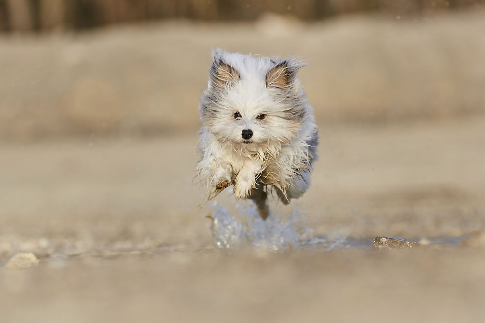 Hundefotograf Tierfotograf Fotoshooting Hund Sheltie Actionbild Actionshooting Fotograf Rheinfelden Basel Lörrach Freiburg Bern Zürich Bad Säckingen Laufenburg Waldshut Möhlin