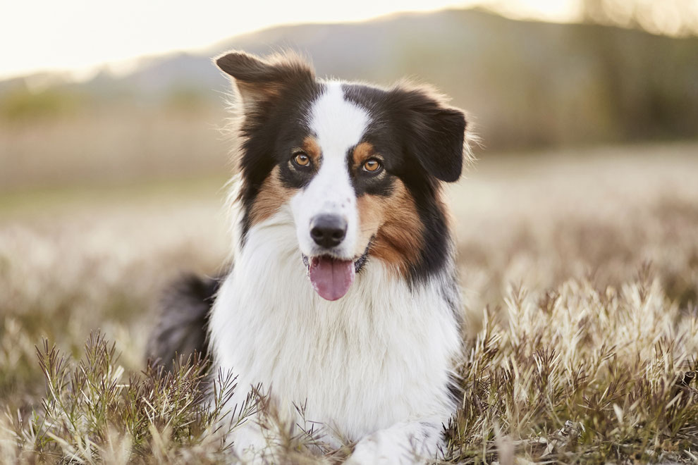 Tierfotograf Tierfotografie Hundefotograf Hund Hunde Pferd Pferde Hundefotografie Pferdefotograf Pferdefotografie Fotoshooting Fotostudio Photoshop Photoshooting Photostudio natürlich professionelle Bilder Raphaela Schiller Fotografie Fotograf Rheinfelden
