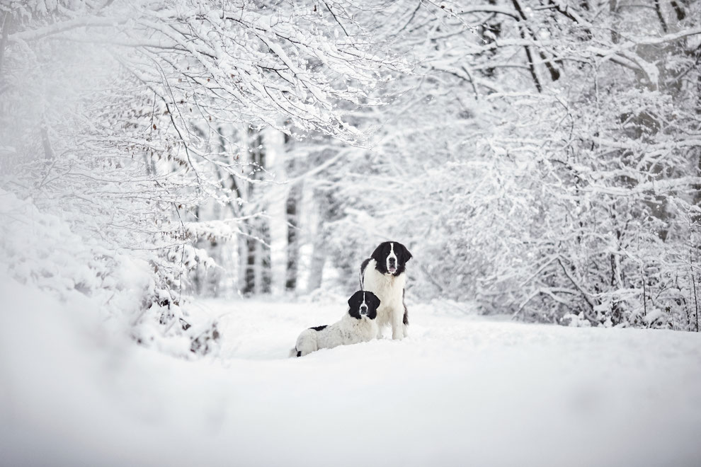 Tierfotograf Tierfotografie Hundefotograf Hund Hunde Pferd Pferde Hundefotografie Pferdefotograf Pferdefotografie Fotoshooting Fotostudio Photoshop Photoshooting Photostudio natürlich professionelle Bilder Raphaela Schiller Fotografie Fotograf Rheinfelden