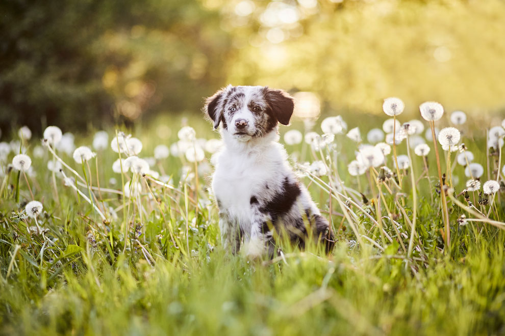 Tierfotograf Tierfotografie Hundefotograf Hund Hunde Pferd Pferde Hundefotografie Pferdefotograf Pferdefotografie Fotoshooting Fotostudio Photoshop Photoshooting Photostudio natürlich professionelle Bilder Raphaela Schiller Fotografie Fotograf Rheinfelden