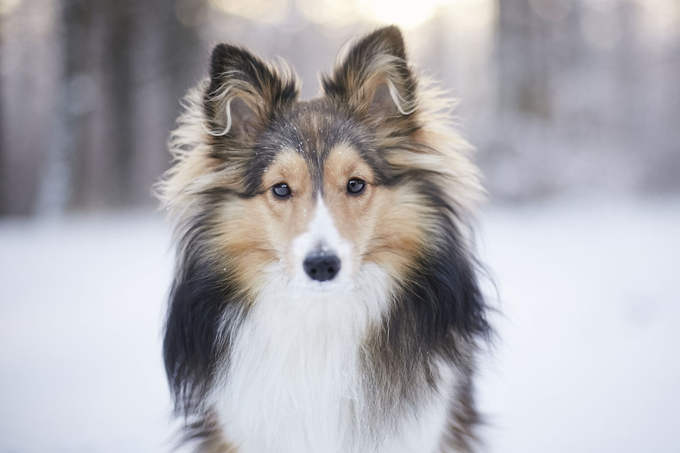 Tierfotograf Tierfotografie Hundefotograf Hund Hunde Pferd Pferde Hundefotografie Pferdefotograf Pferdefotografie Fotoshooting Fotostudio Photoshop Photoshooting Photostudio natürlich professionelle Bilder Raphaela Schiller Fotografie Fotograf Rheinfelden