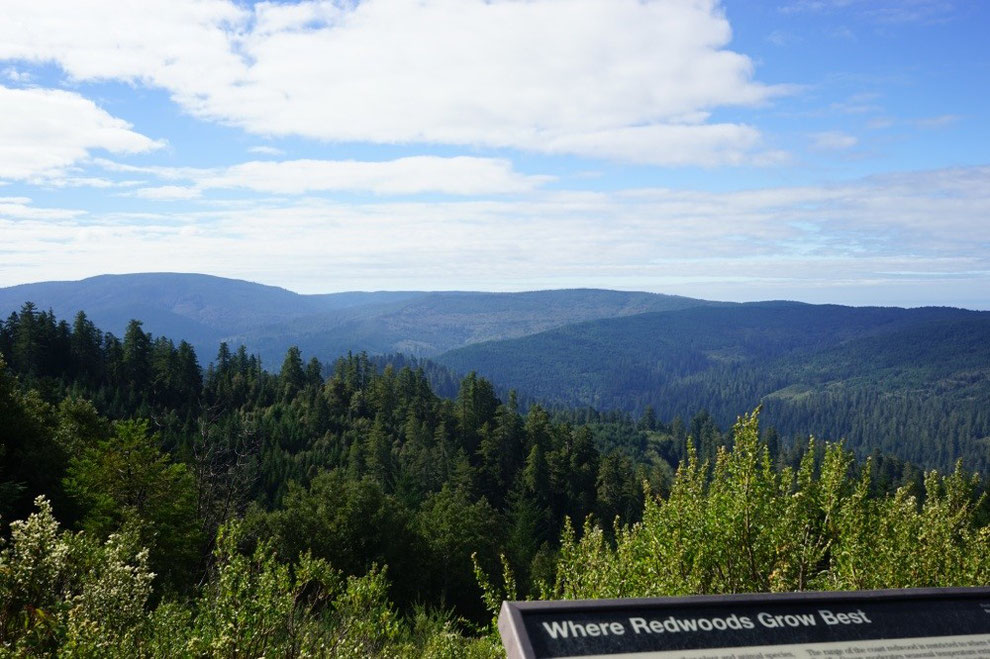 Redwood