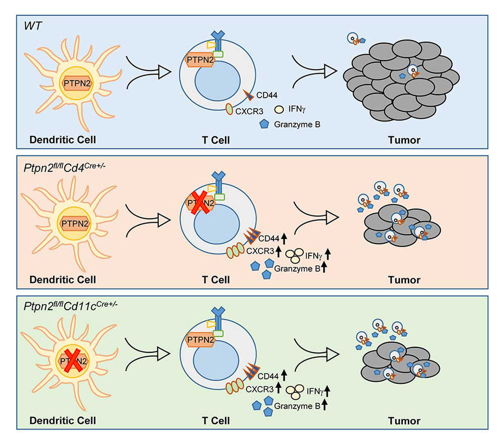 Unravelling the role for PTPN2 in the pathogenesis of colorectal carcinoma