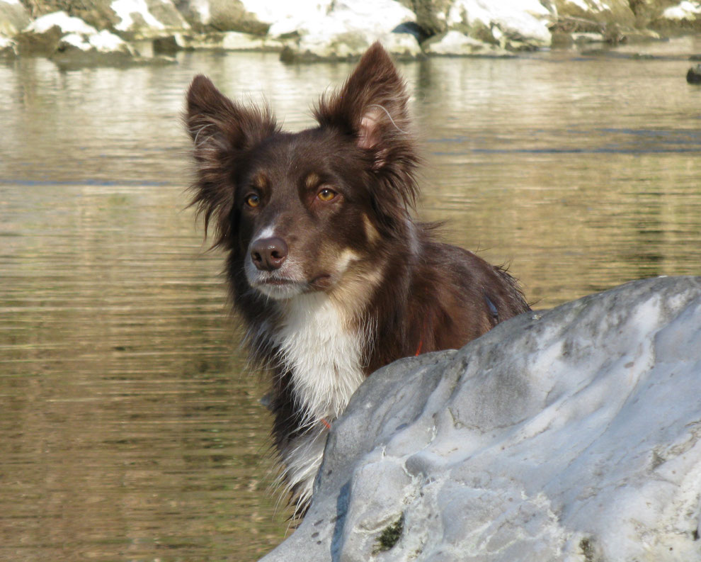 Enya vom Rehgebirge, Border Collie, chocolate tri