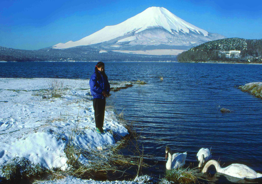 1 .   富士山 山中湖 大白鳥