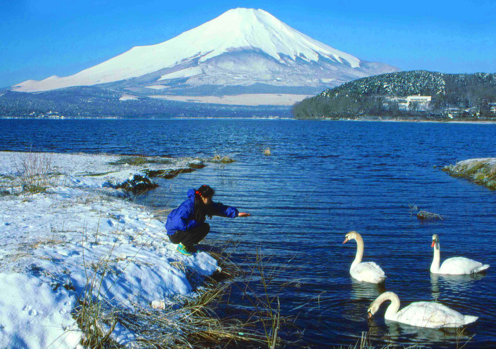 3  .   富士山 山中湖 大白鳥