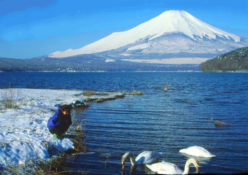 5  .   富士山 山中湖 大白鳥