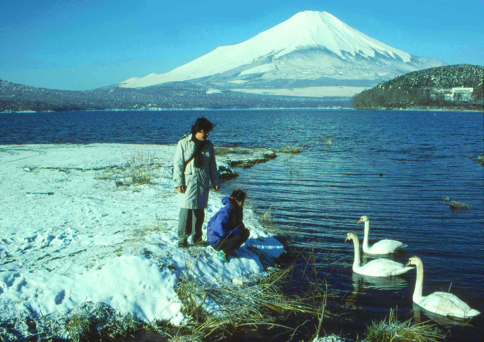 11  .   富士山 山中湖 大白鳥