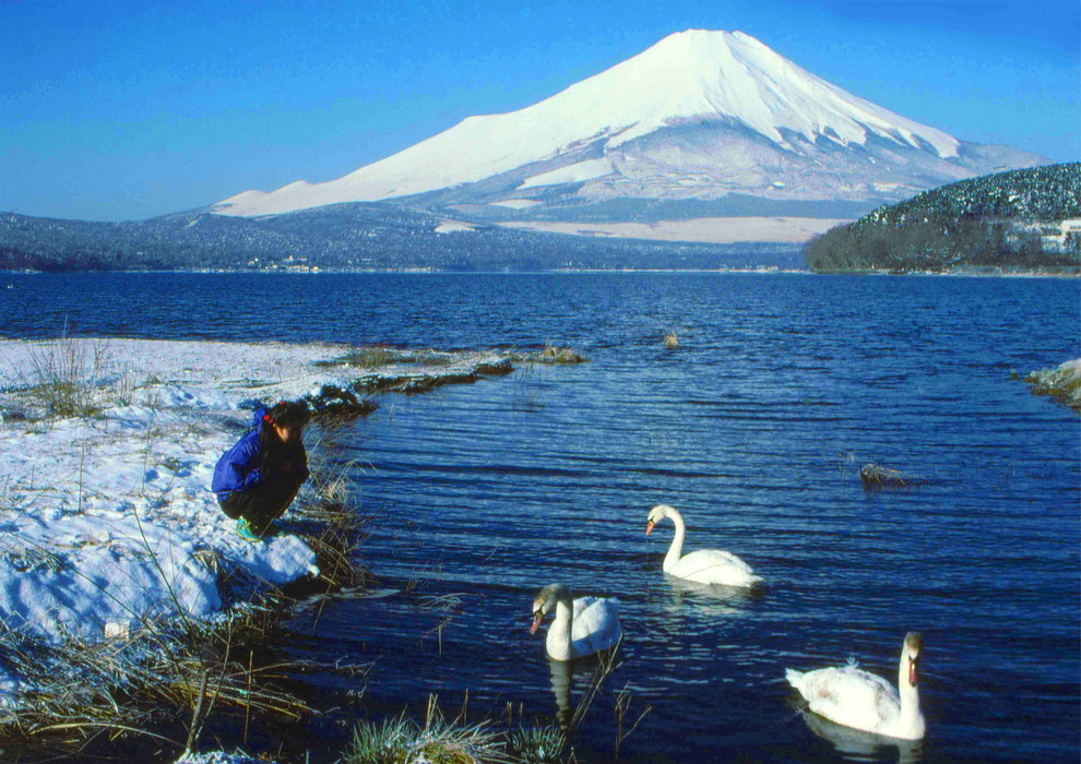 4  .   富士山 山中湖 大白鳥