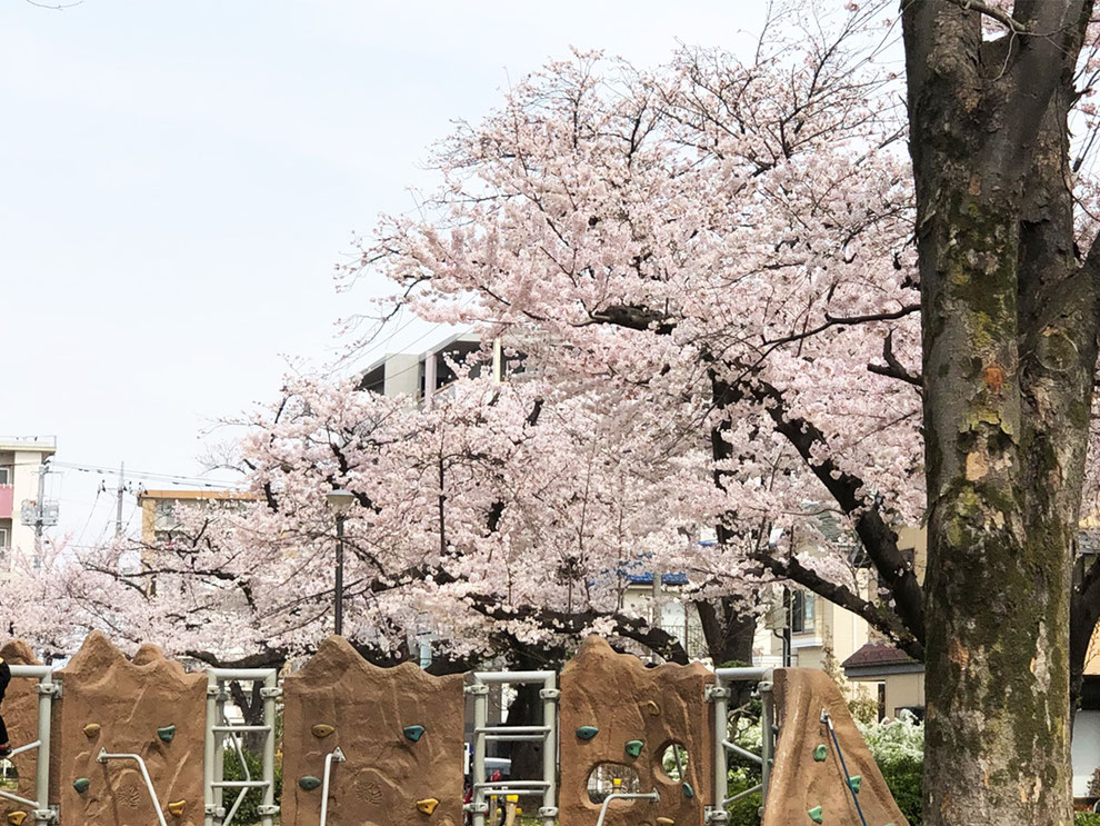 足立区,花畑公園,桜満開
