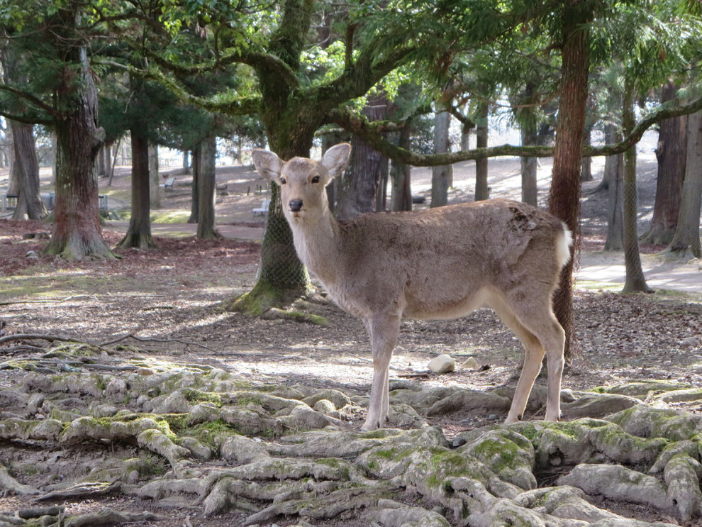 神の使いの神鹿 奈良公園の鹿たちは野生の日本鹿  京都観光タクシー　英語通訳ガイド　永田信明