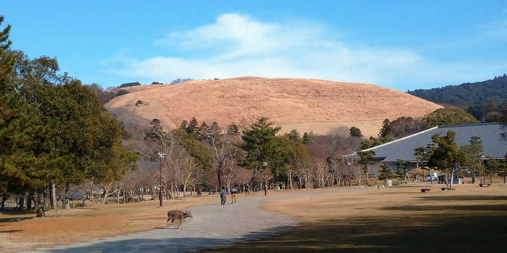 春日山と神鹿（しんろく）の散歩　京都観光タクシー　英語通訳ガイド　永田信明