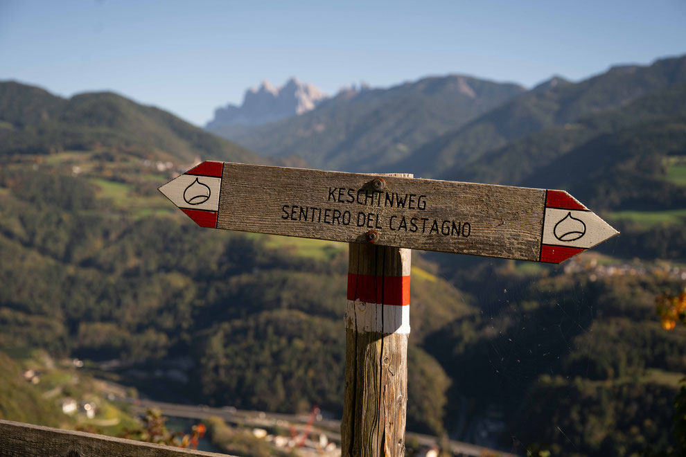 Panoramaweg & Keschtnweg Feldthurns – eine der schönsten Herbstwanderungen im Eisacktal, Südtirol ©Marika Unterladstätter