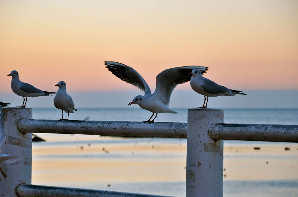 foto Patrizio Demartis