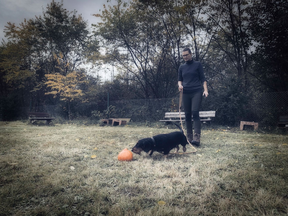 (c) www.gundi-hund.de | GUNDI - Gesund & Intelligent | Hundetraing und Hundeernährungsberatung