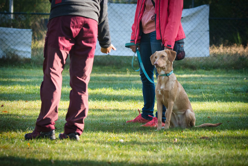(c) www.gundi-hund.de | GUNDI - Gesund & Intelligent | Hundetraing und Hundeernährungsberatung