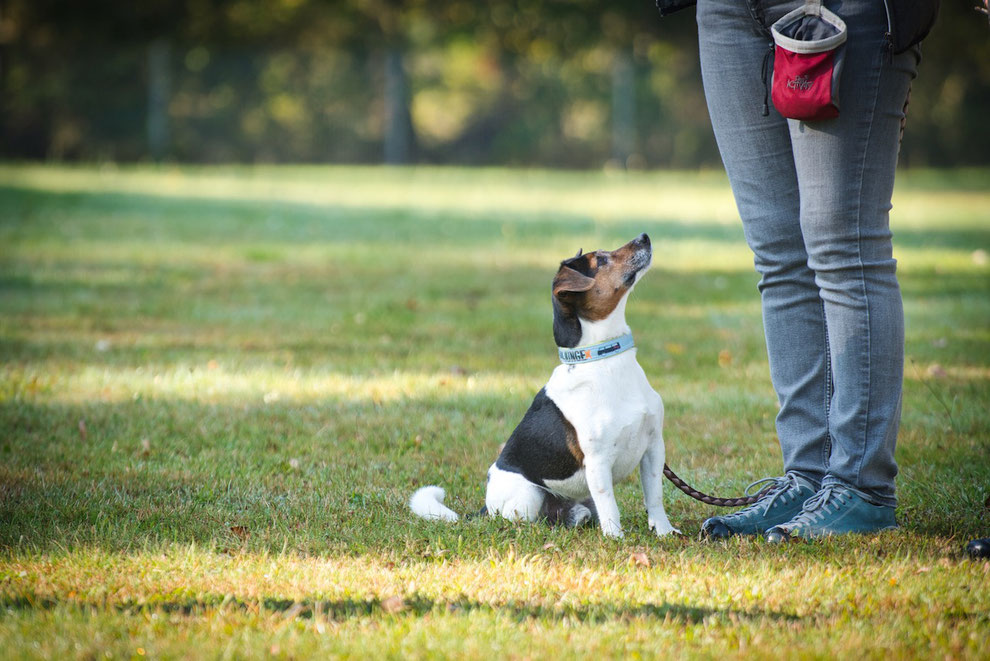 (c) www.gundi-hund.de | GUNDI - Gesund & Intelligent | Hundetraing und Hundeernährungsberatung