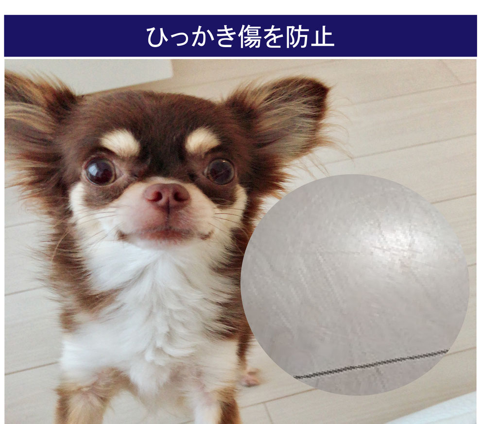 ペットのためのフロアコーティング沖縄,沖縄ペットの為のフロアコーティング,小型犬,