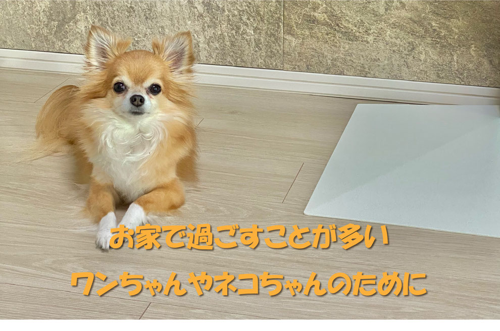 ペットのためのフロアコーティング沖縄
